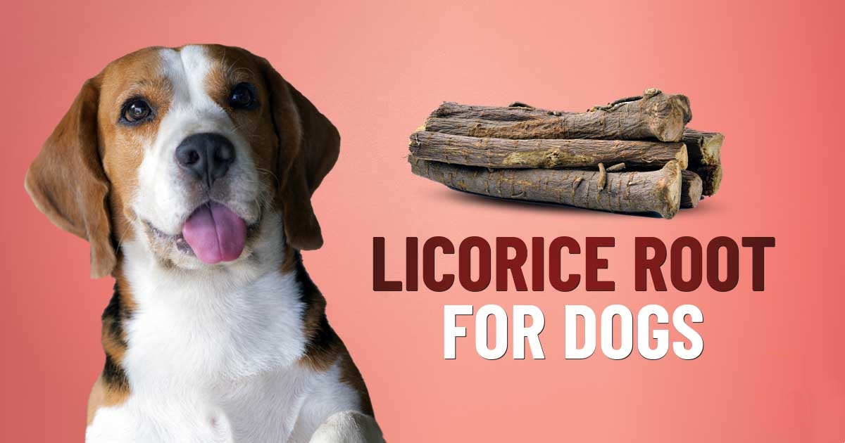 Licorice Root Extract for Dogs