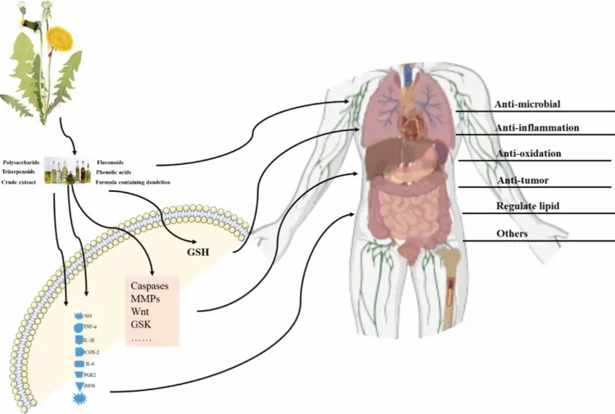 mechanism of action of dandelion extract mechanism of action of dandelion extract