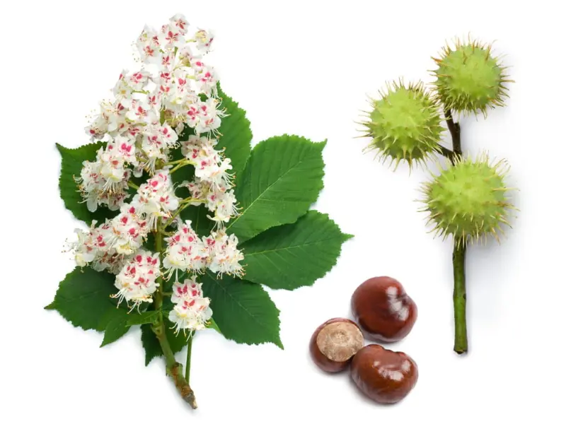 Why Should You Choose Horse Chestnut Extract for Hemorrhoids?
