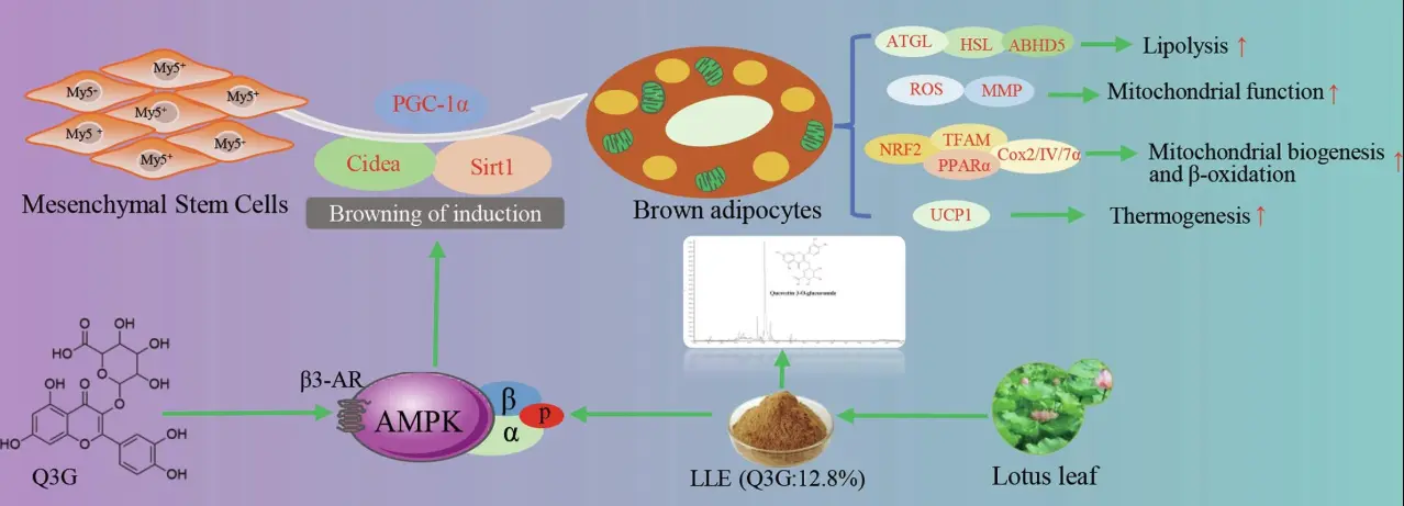 How does Lotus Leaf Extract help you lose weight?
