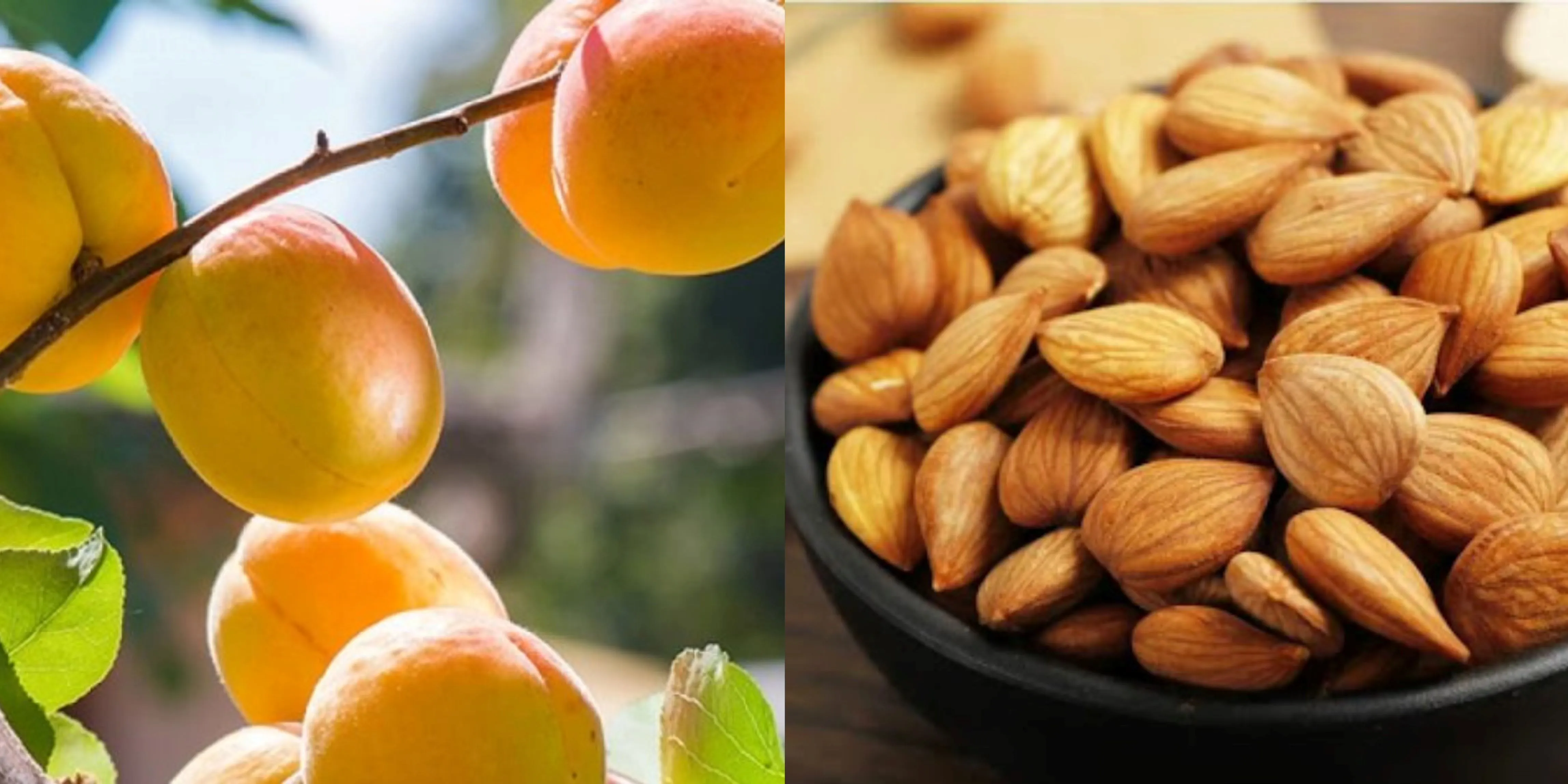 Bitter Almond Extract Powder Botanical Source Bitter Almond Extract Powder Botanical Source