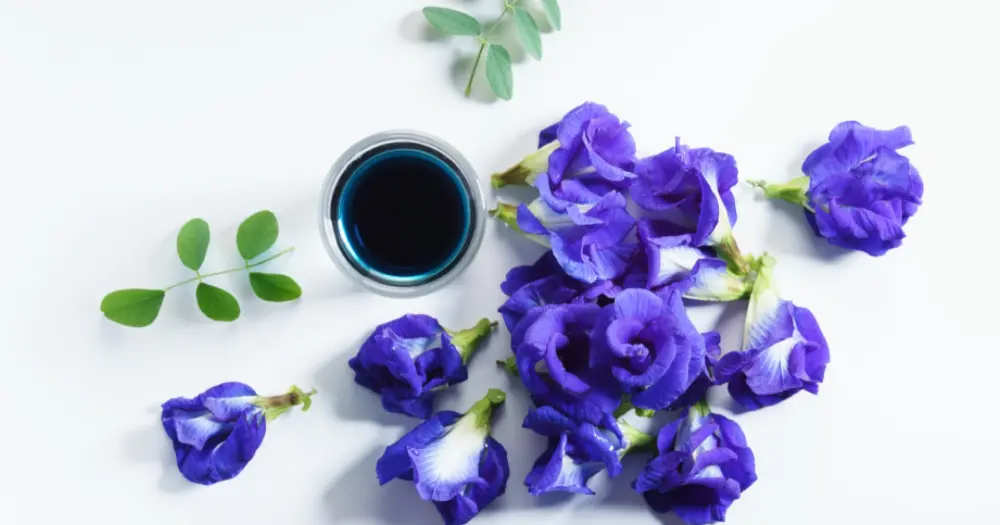 Butterfly pea flower extract as a natural blue dye