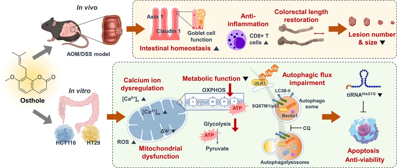 What does Cnidium Monnieri Extract do for your body？