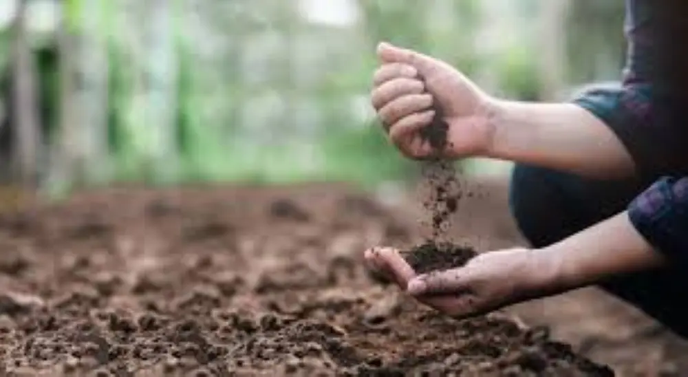 Yucca Extract Benefits for Plants