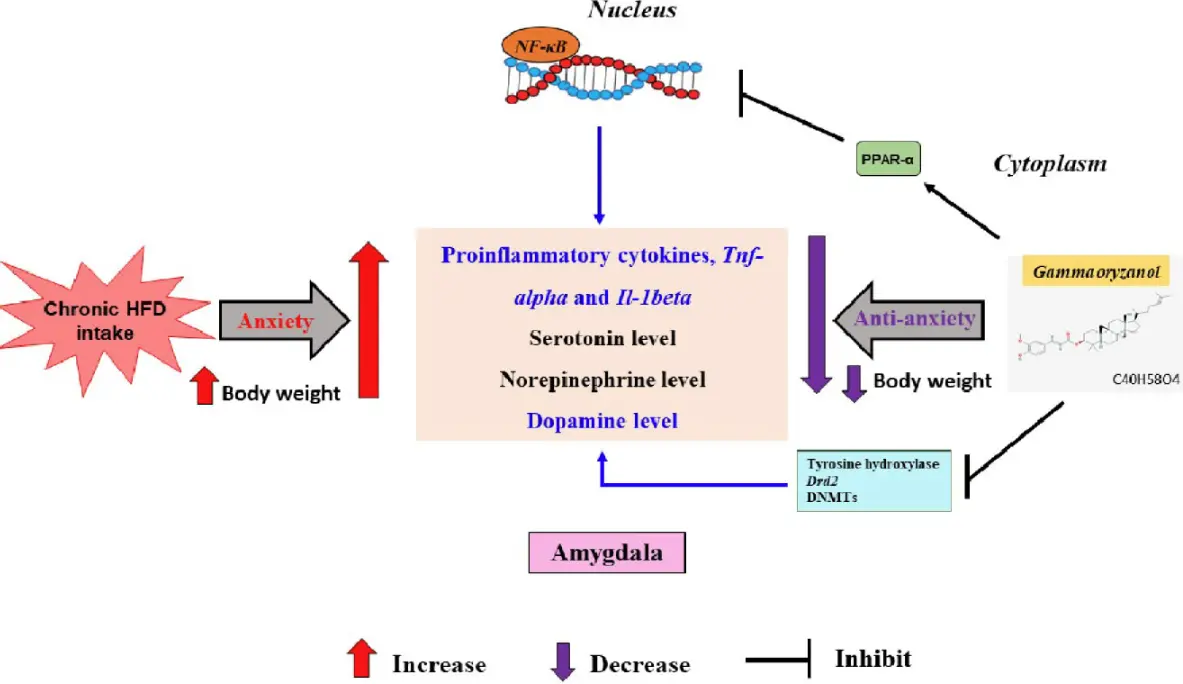 Gamma Oryzanol for Anxiety