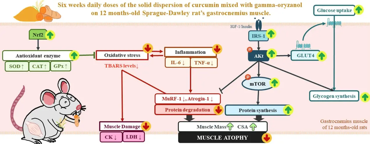 Gamma Oryzanol for Muscle Growth Gamma Oryzanol for Muscle Growth