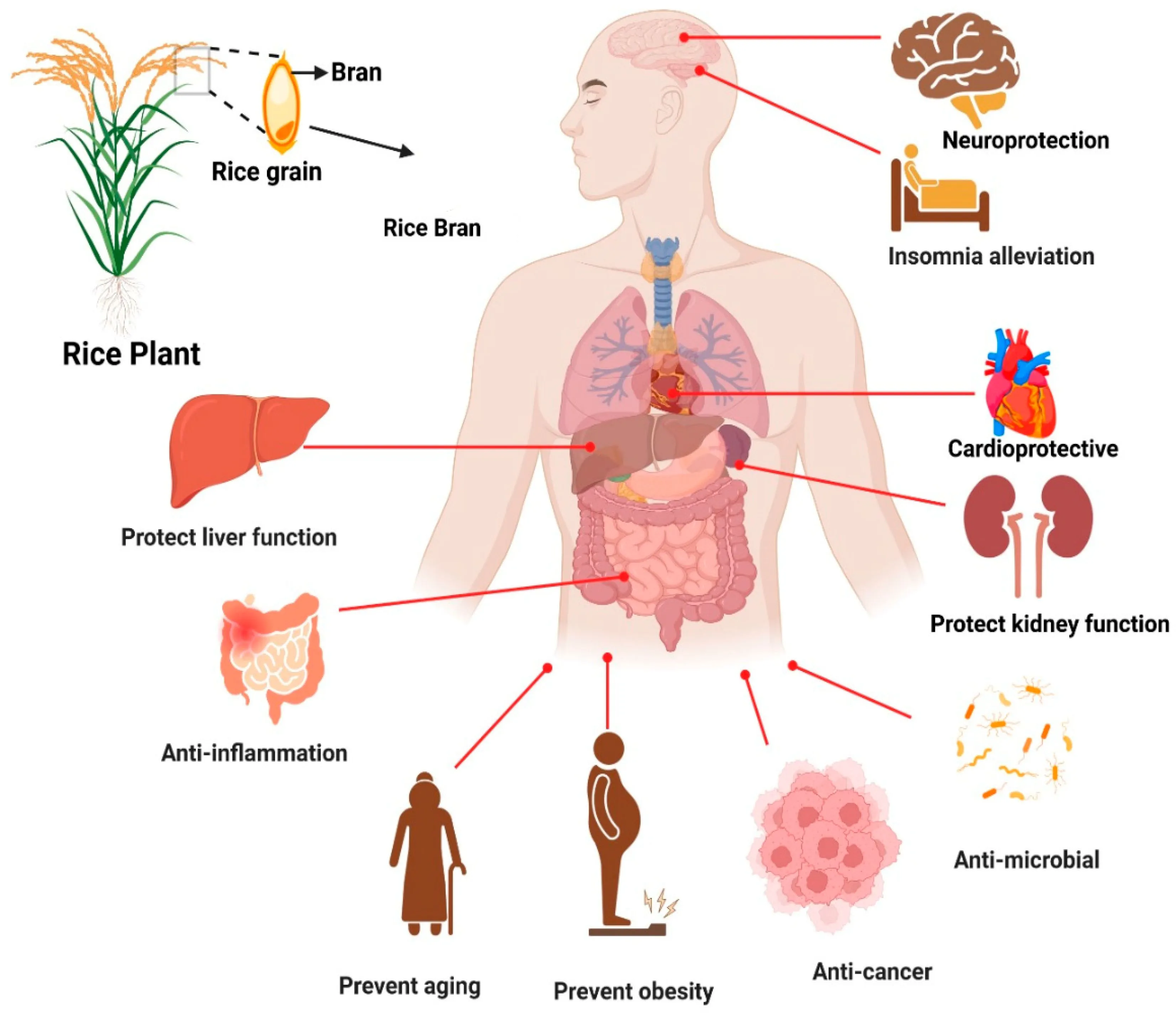 Rice Bran Extract Benefits
