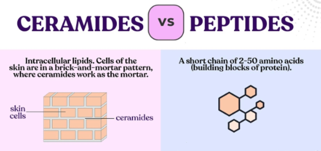 Ceramides vs Peptides