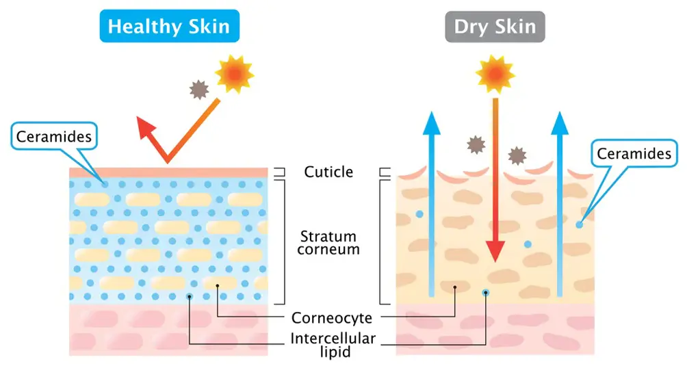 Ceramide Powder Benefits for Skin Ceramide Powder Benefits for Skin