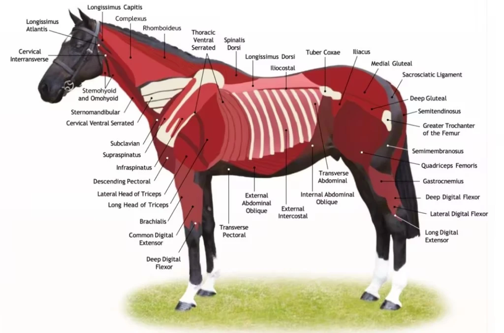 Aiding Horse Muscle Growth