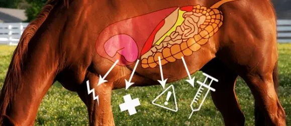 Promoting Horse Gut Health