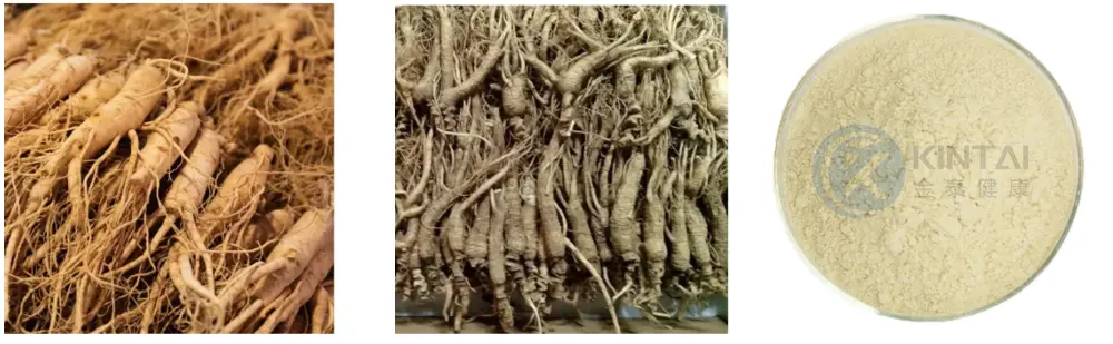 Healthkintai® Ginseng Extract Powder Plant Source
