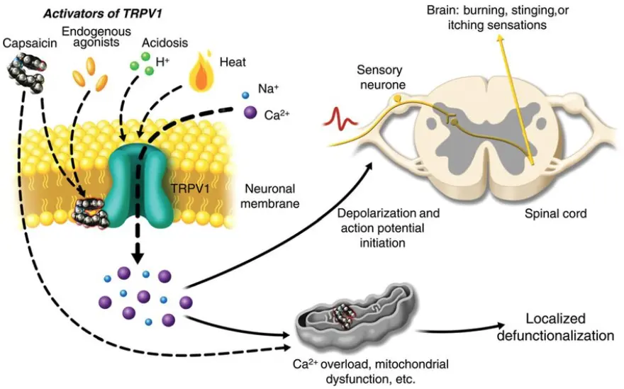 Capsaicin for neuropathy