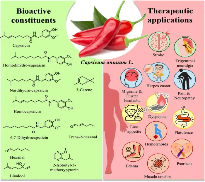 How does Capsaicin work? How does Capsaicin work?