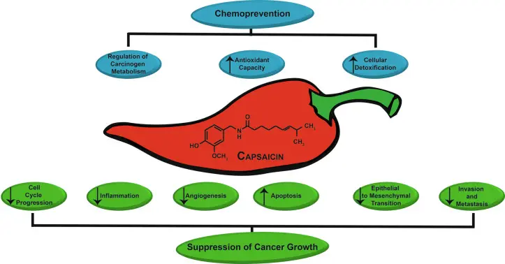 Lidocaine vs Capsaicin Lidocaine vs Capsaicin
