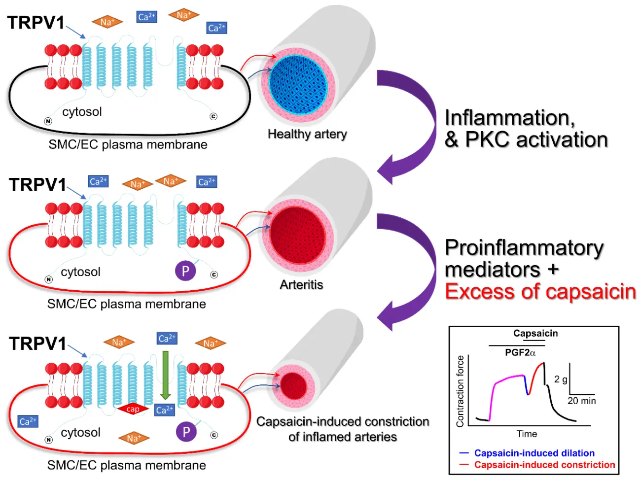 Capsaicin for blood pressure