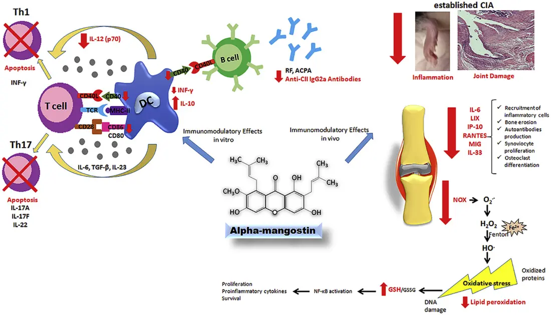 Mangosteen Peel Extract Benefits for Joint Health Support