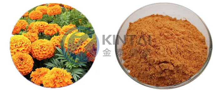 Marigold Extract