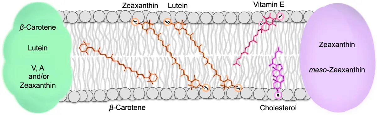 Zeaxanthin vs Lutein Zeaxanthin vs Lutein