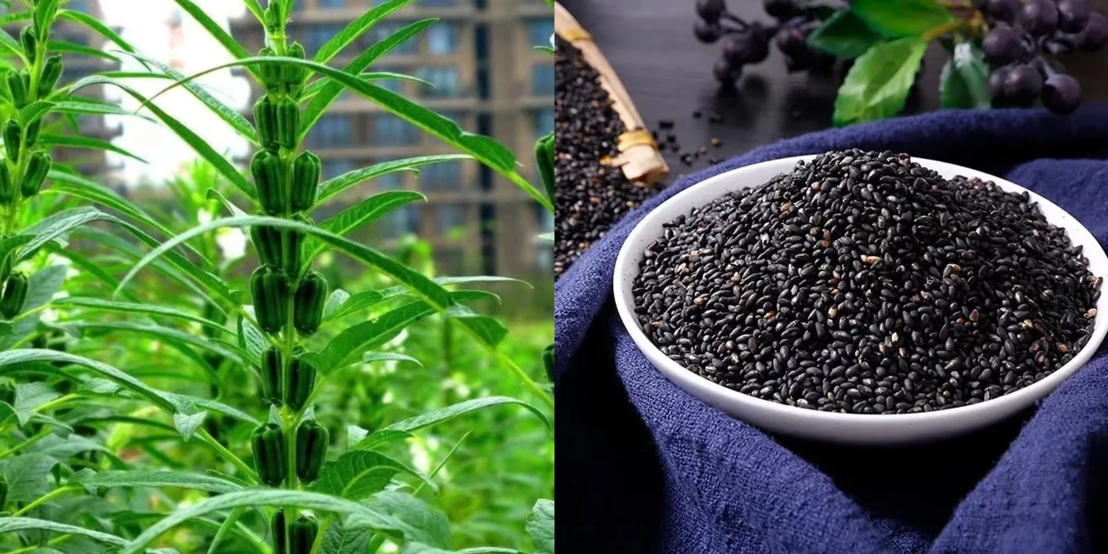 How to Make Black Sesame Extract How to Make Black Sesame Extract