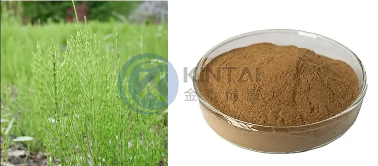 Horsetail Extract Silica Horsetail Extract Silica
