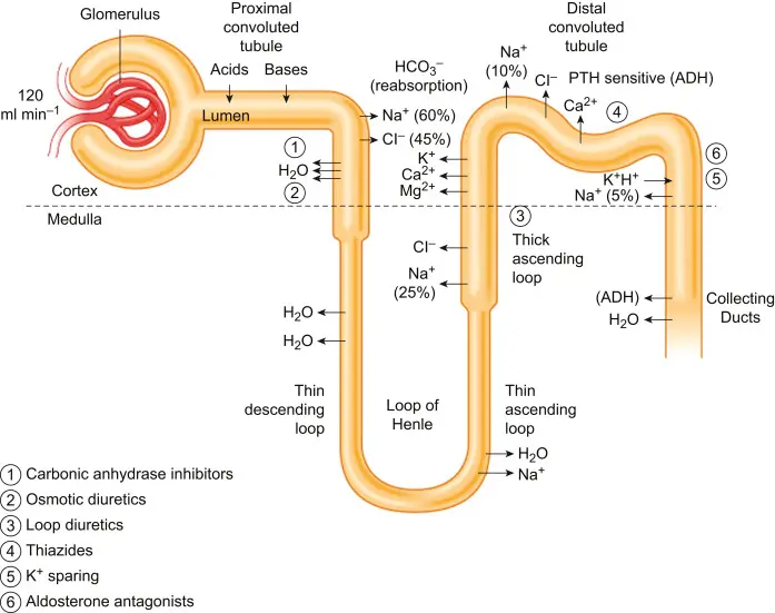 Horsetail Extract Silica diuretic
