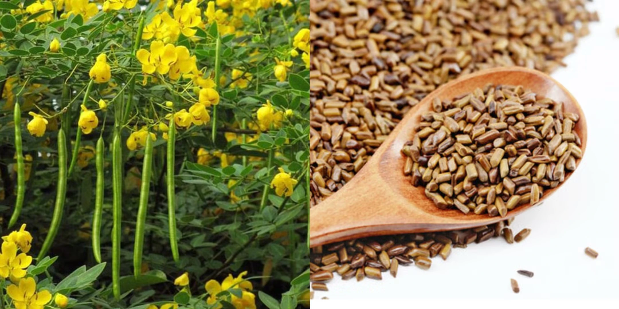 How to Make Cassia Seed Extract How to Make Cassia Seed Extract