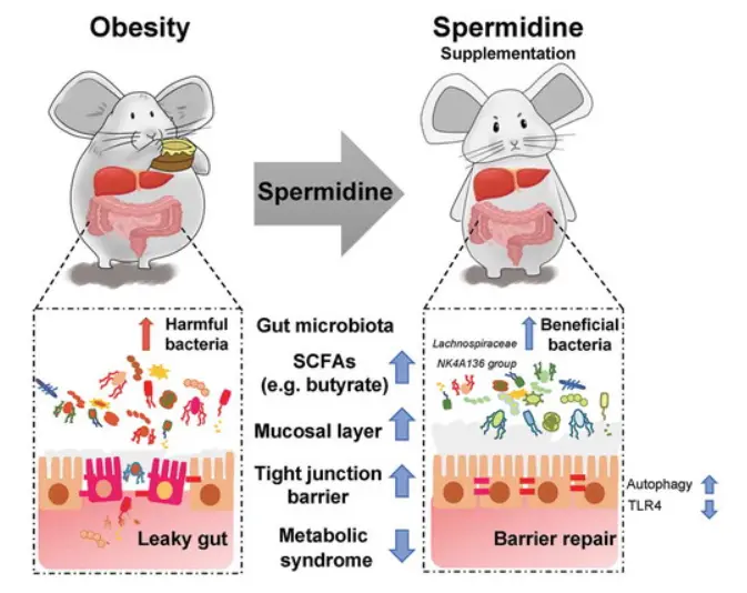 Why can Spermidine help with weight loss? Why can Spermidine help with weight loss?