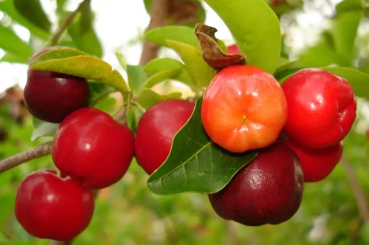 Acerola Cherry Extract Powder Botanical Source