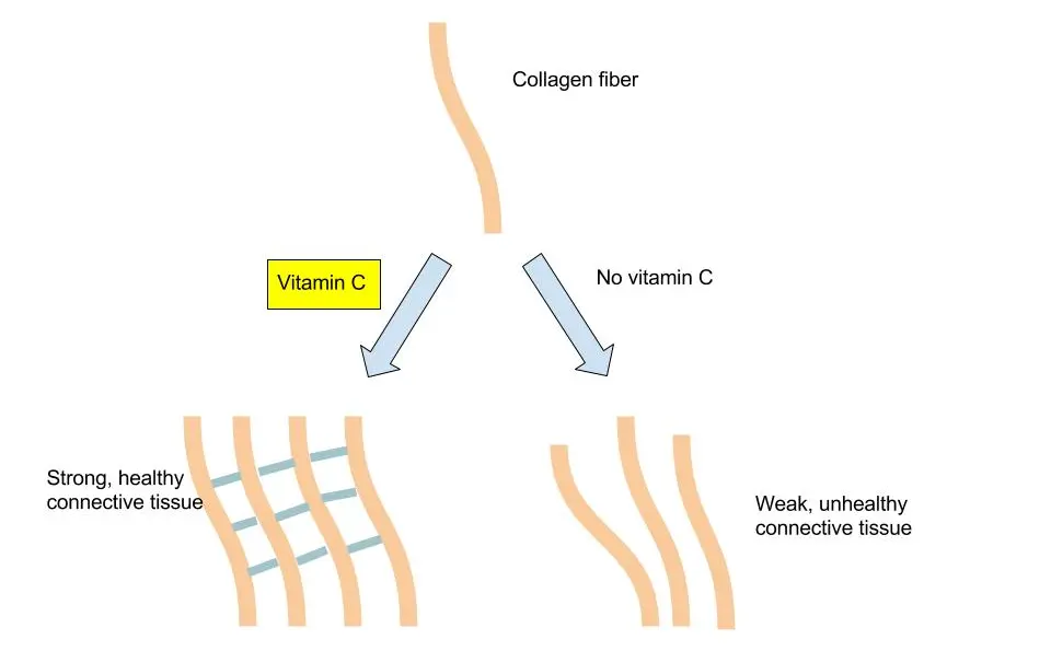 The Specific Benefits of Acerola Cherry Extract for Skin The Specific Benefits of Acerola Cherry Extract for Skin
