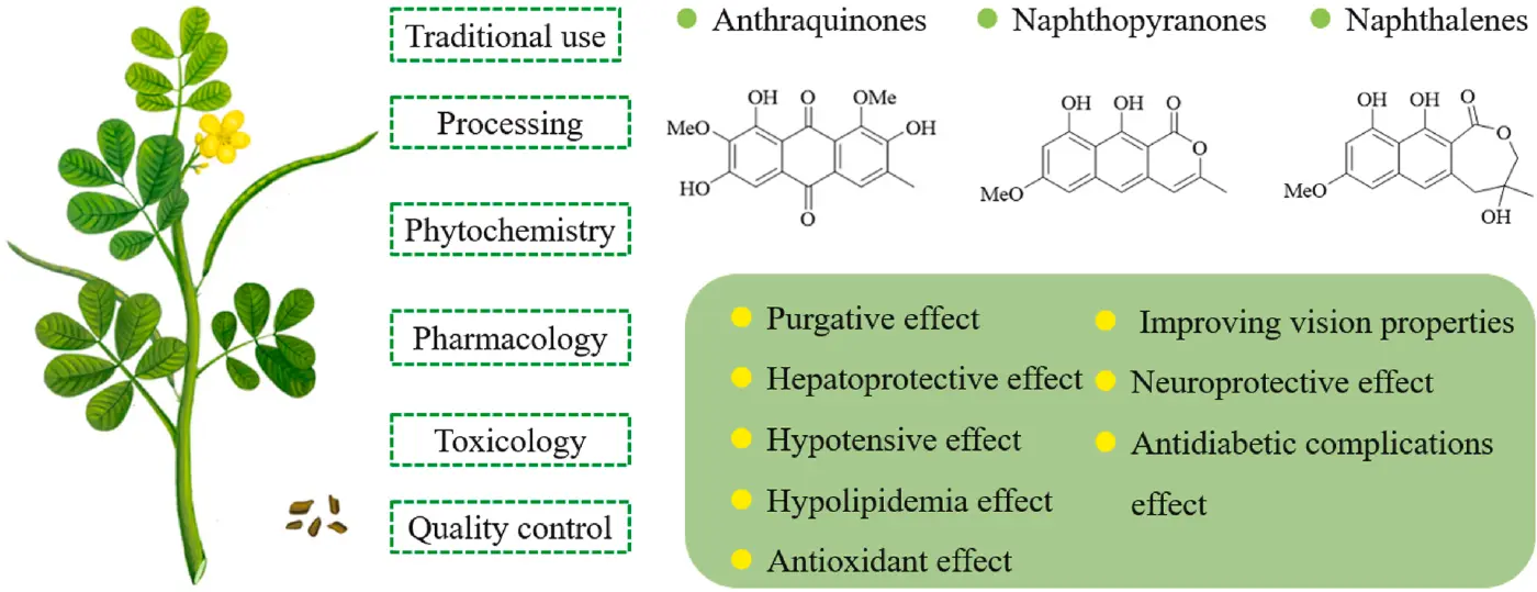 Total Anthraquinones —The “Natural Core Power” for Purgation