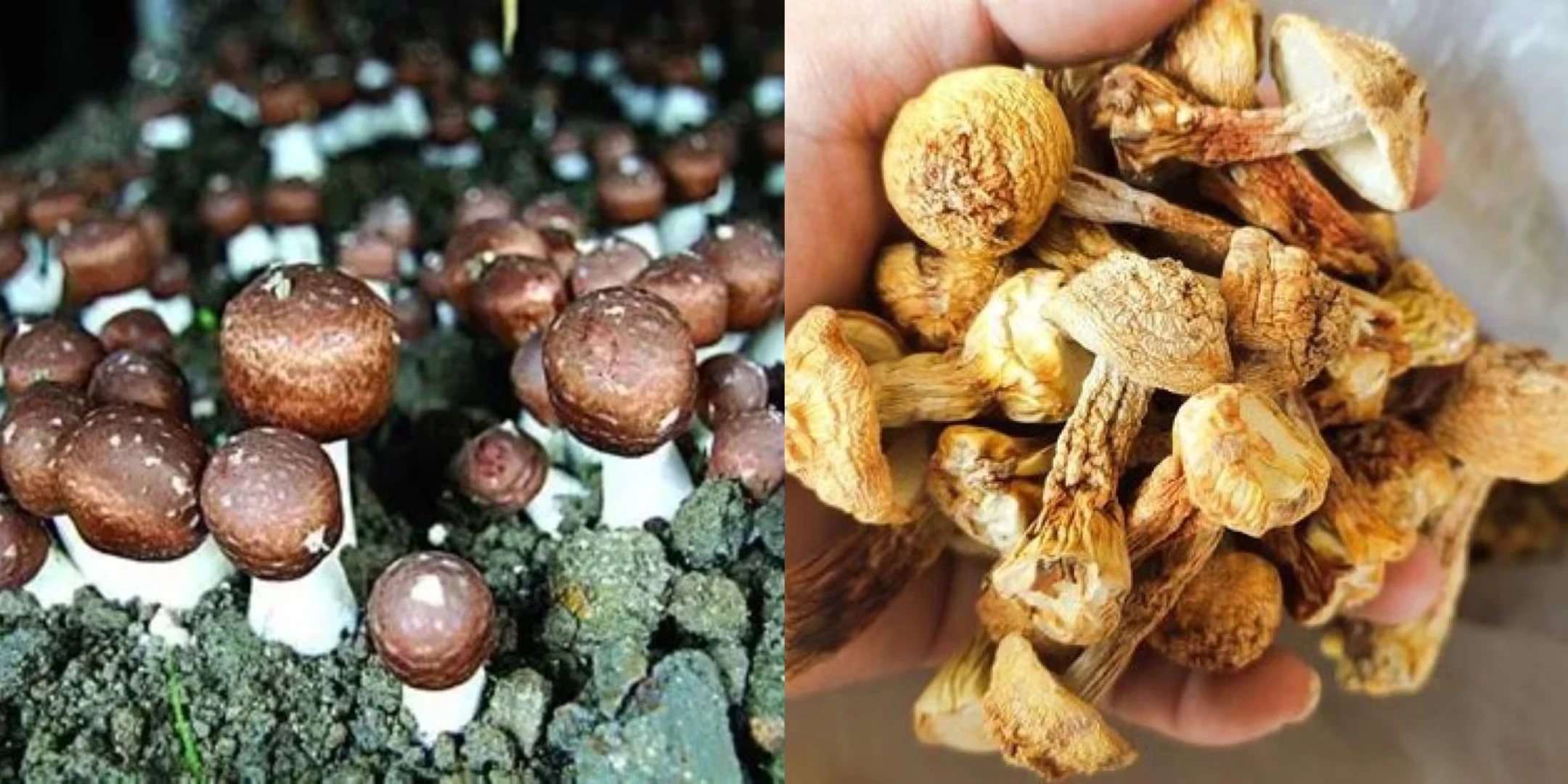 How to Make Agaricus Blazei Murill Extract