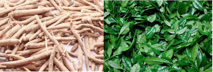 Is ashwagandha or l theanine better for sleep? Is ashwagandha or l theanine better for sleep?