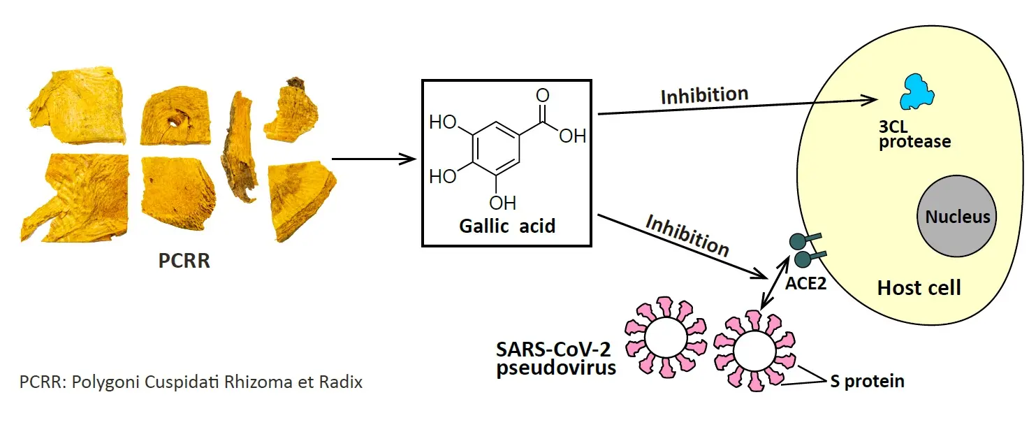 polygonum cuspidatum extract Anti-inflammatory