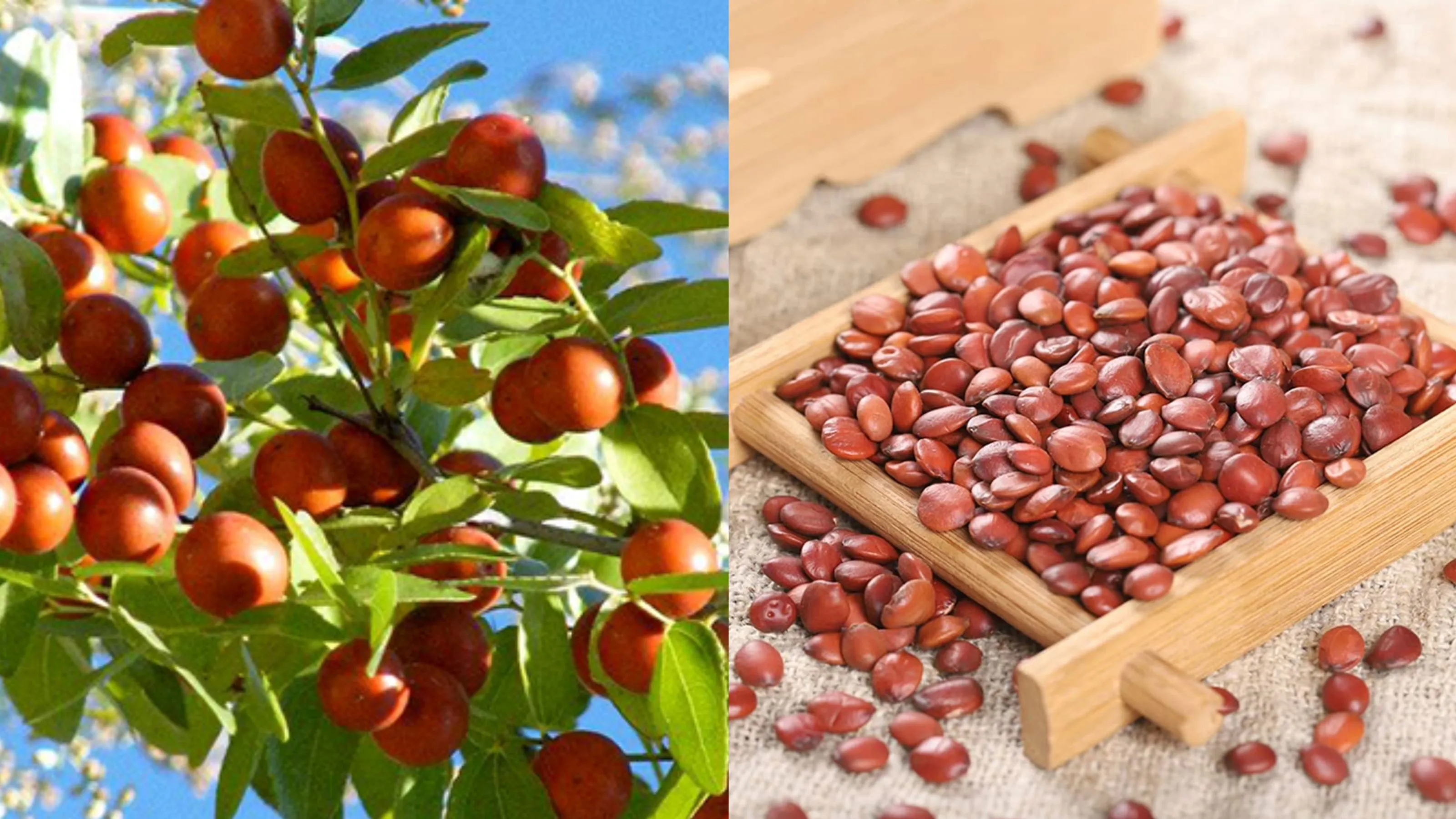 Spine Date Seed Extract Sources