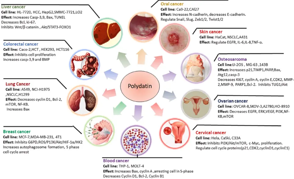 Benefits of Polydatin Powder