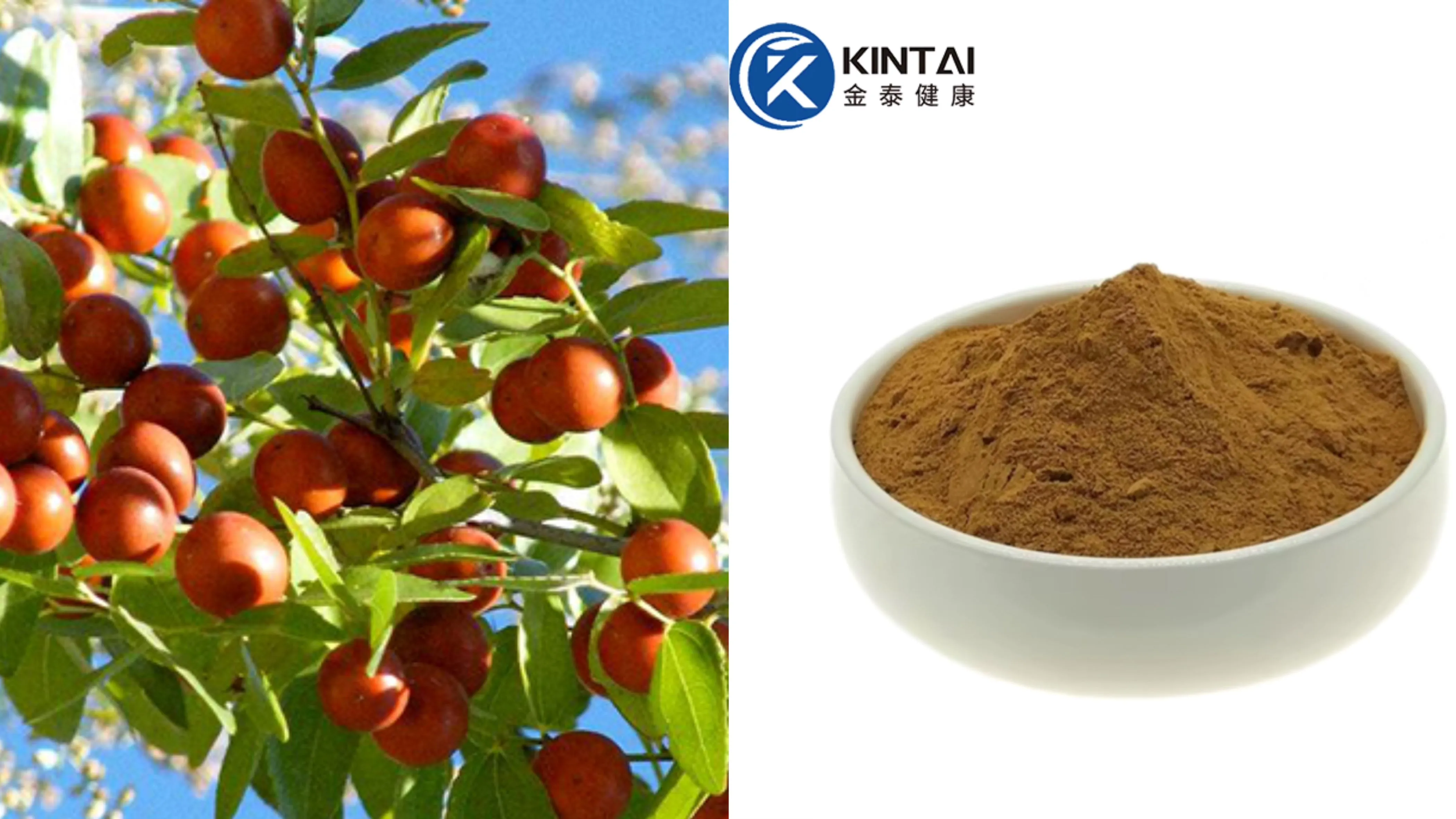 Sour jujube seed extract powder Sour jujube seed extract powder