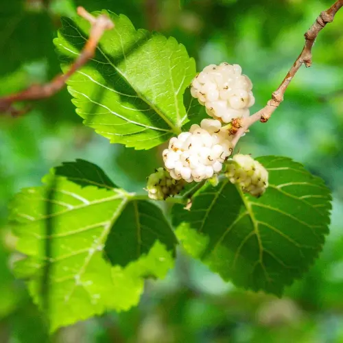 Mulberry Leaf Extract Powder Botanical Source Mulberry Leaf Extract Powder Botanical Source