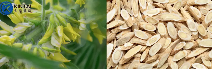 Astragalus Extract Powder Plant Source Astragalus Extract Powder Plant Source