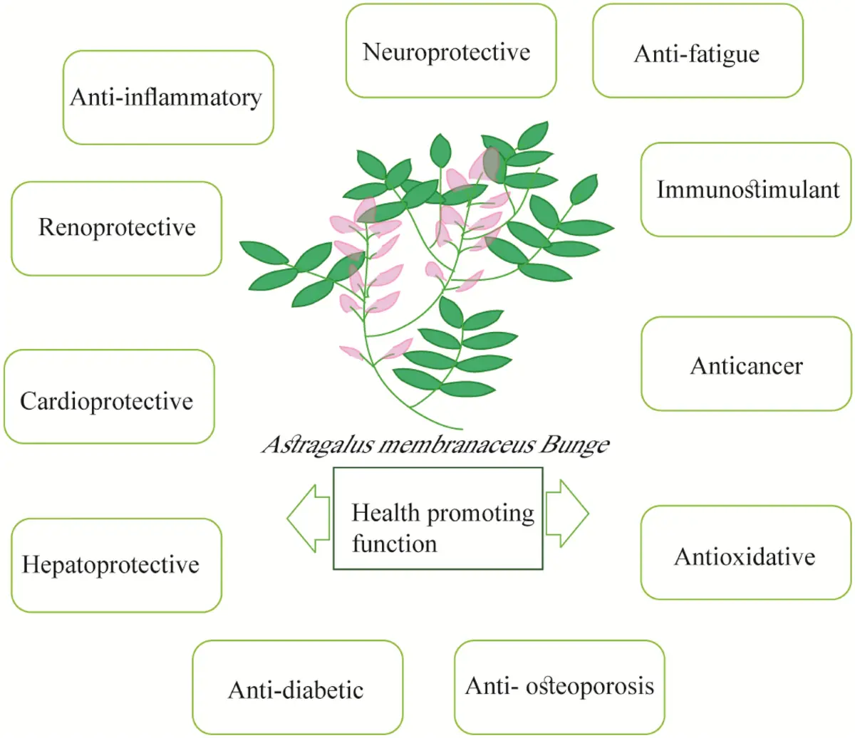 Astragalus Extract Powder Benefits