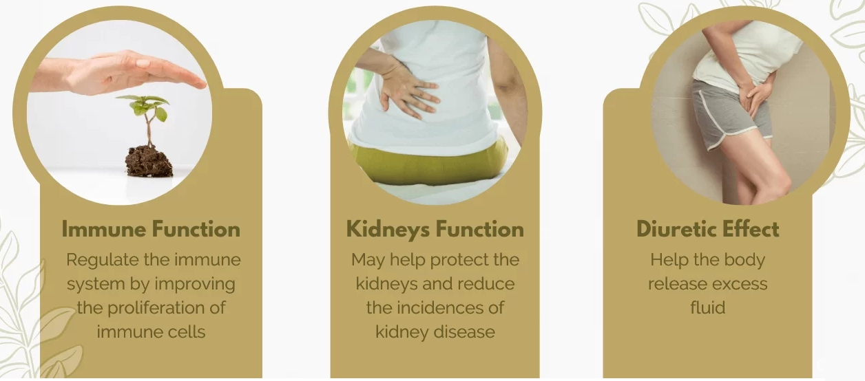 Astragalus benefits Astragalus benefits