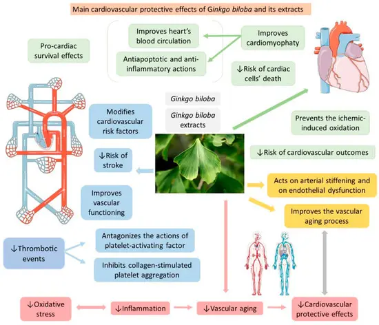Ginkgo Biloba Leaf Extract Benefits Ginkgo Biloba Leaf Extract Benefits