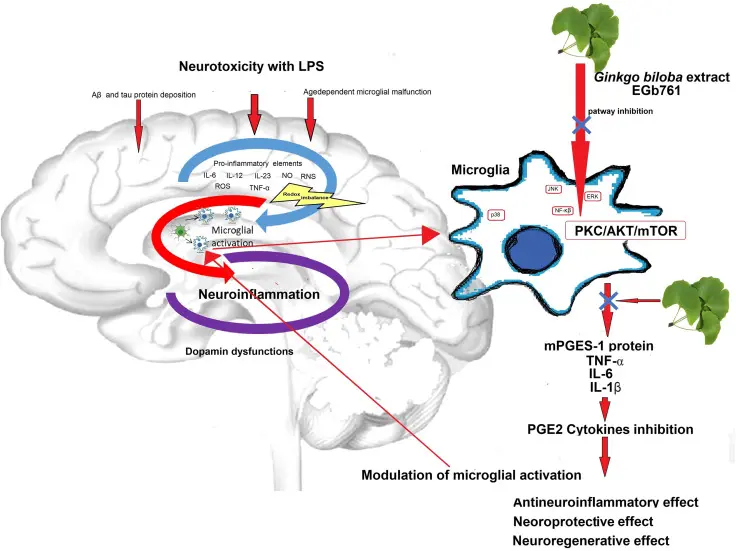 Ginkgo Biloba Leaf Extract Benefits