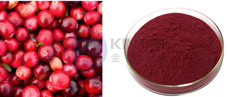 Cranberry Extract Proanthocyanidins Plant Source