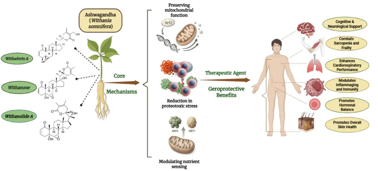 Ashwagandha Extract Powder Benefits
