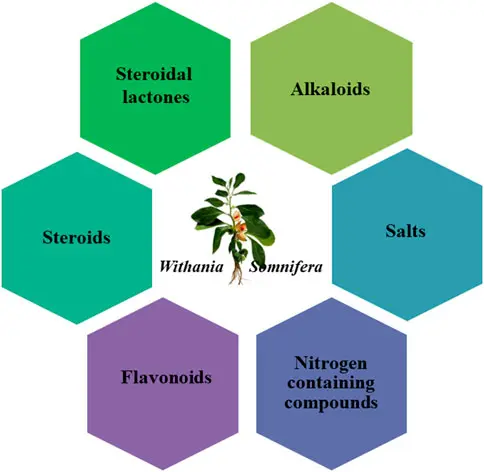 Withanolides Powder Benefits Withanolides Powder Benefits