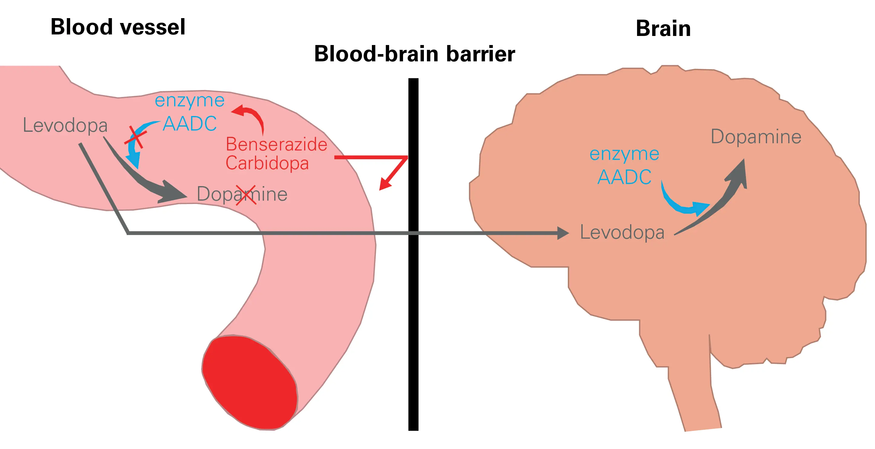 How Levodopa Works How Levodopa Works