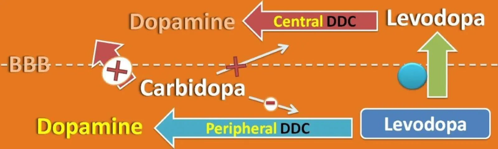 Why Levodopa and Carbidopa Are Usually Used in Combination