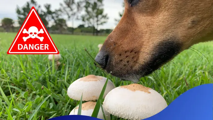 Are Mushrooms Toxic for Dogs?