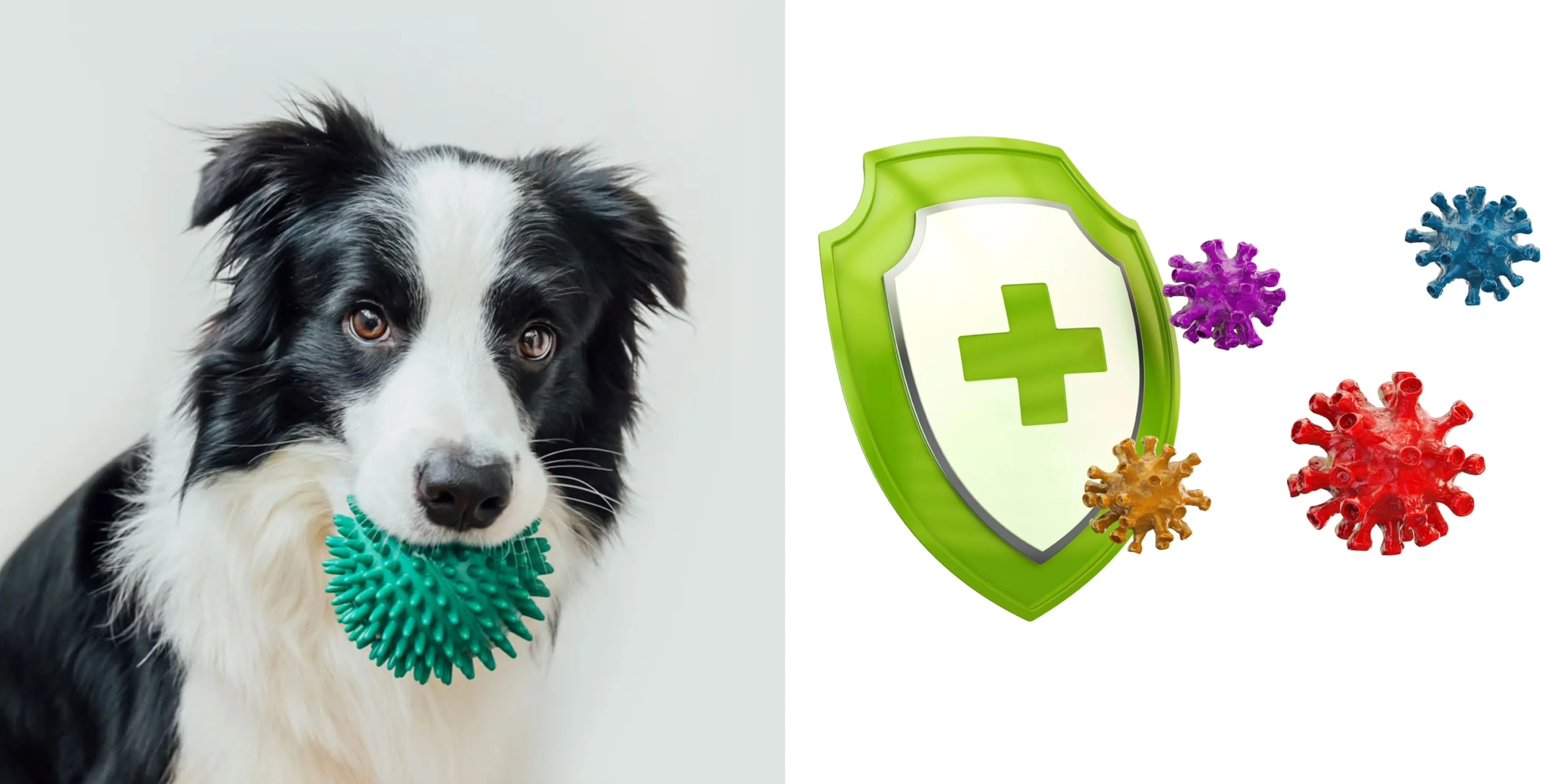 Agaricus Blazei Mushroom Extract Enhances Immunity in Dogs Agaricus Blazei Mushroom Extract Enhances Immunity in Dogs